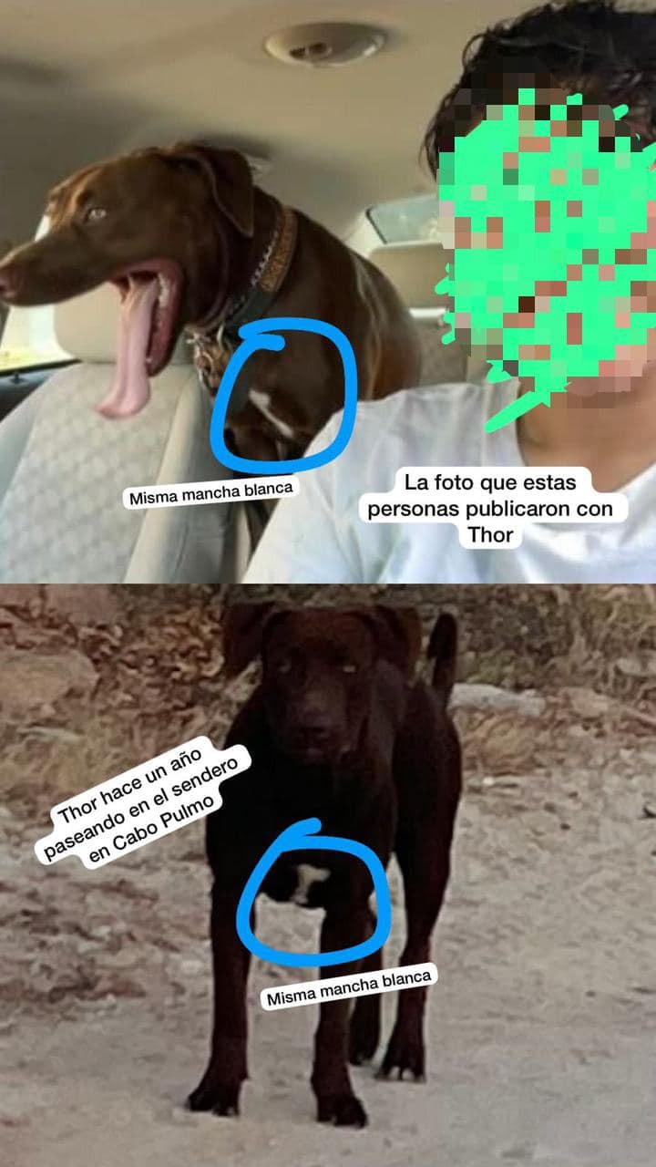 perro robado con comparativo