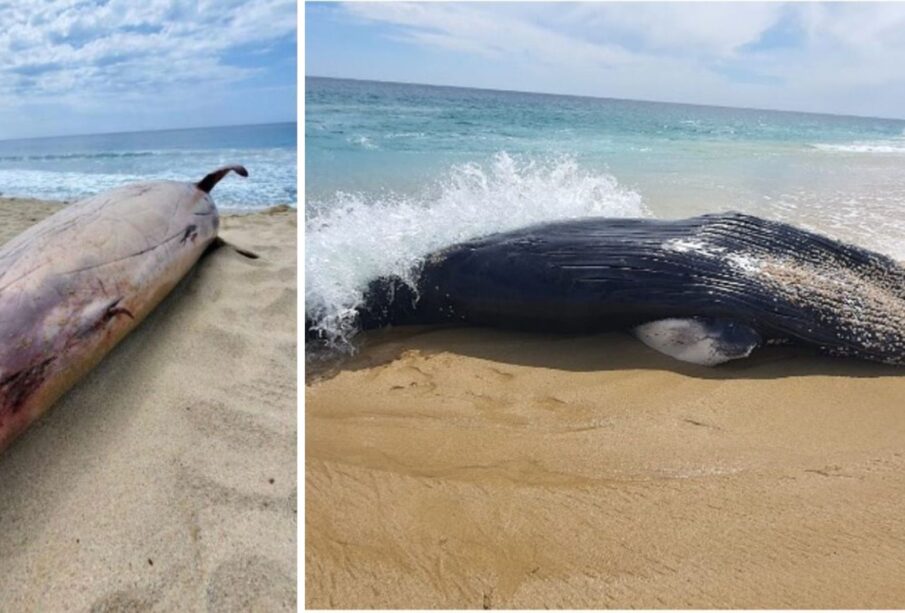 Ballenas y delfines varadas en Los Cabos.