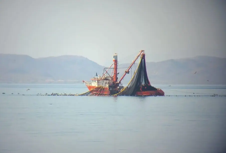 Barcos pescadores de especies marinas en Baja California Sur