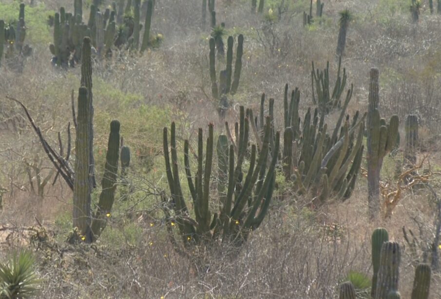 Cactus en la Sierra La Giganta.