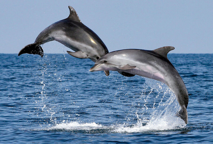 Delfines saltando en el mar