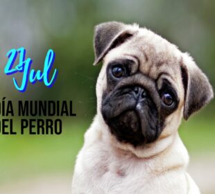 Día Mundial del Perro: Celebra a tus lomitos