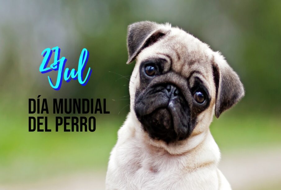 Día Mundial del Perro: Celebra a tus lomitos