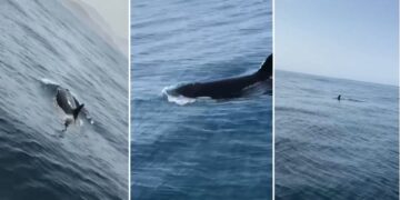 Grupo de orcas nadando en la playa Punta Lobos.