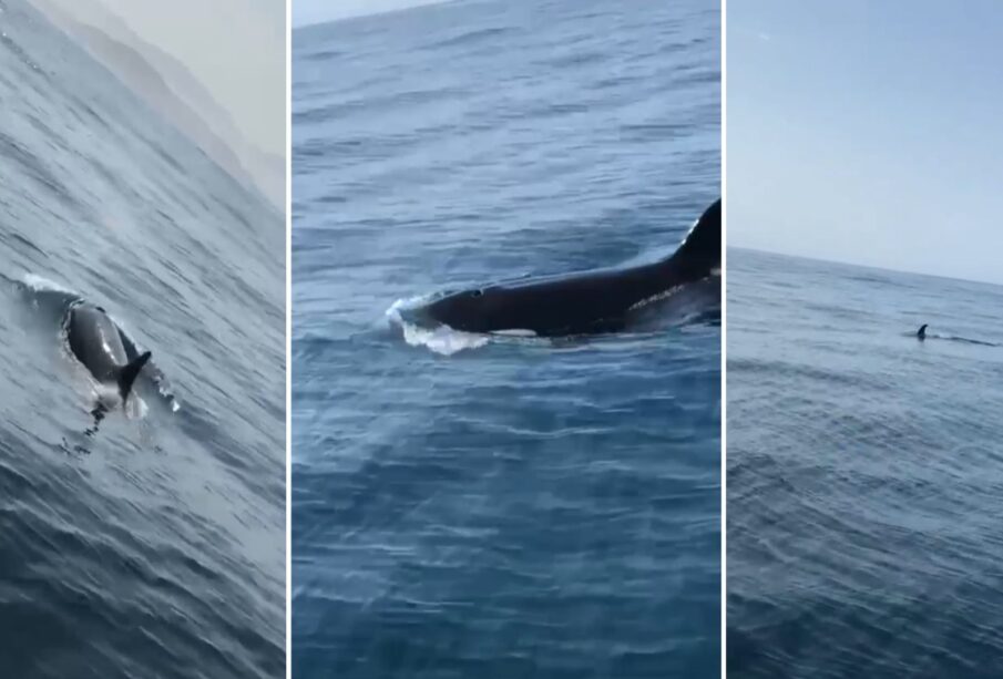 Grupo de orcas nadando en la playa Punta Lobos.