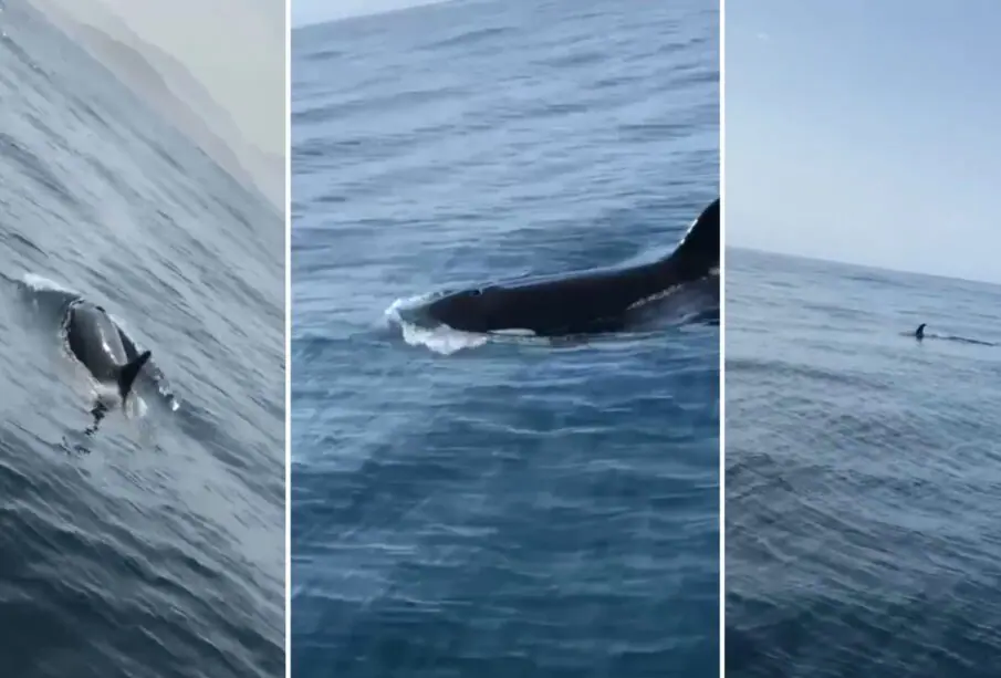 Grupo de orcas nadando en la playa Punta Lobos.