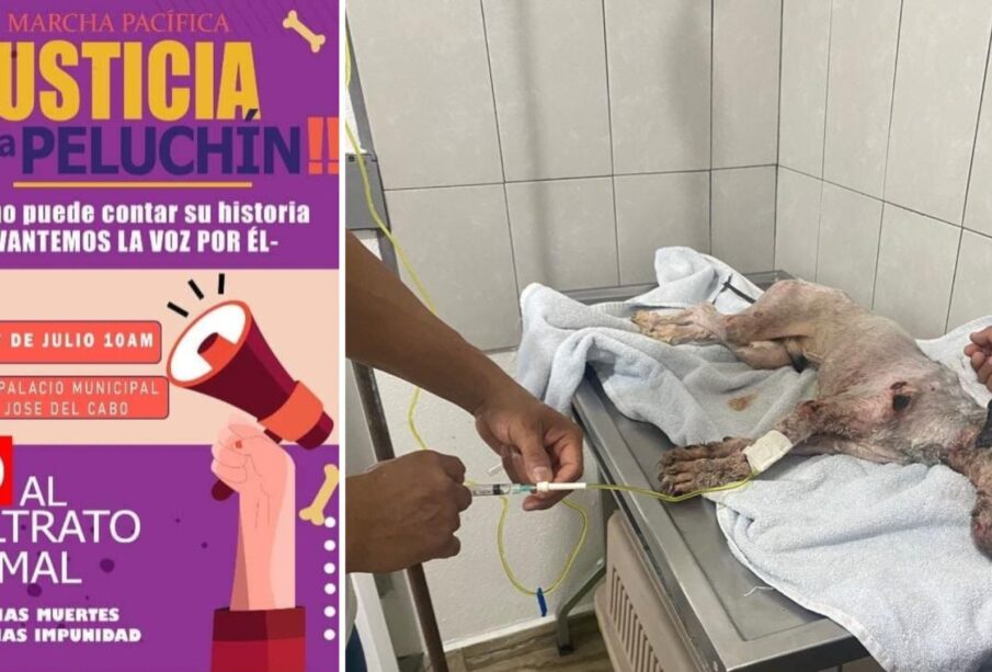 Invitación a marcha por maltrato hacia Peluchín.