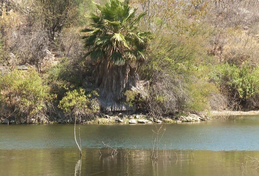 Manantial y palmeras, un oasis natural en Baja California Sur.