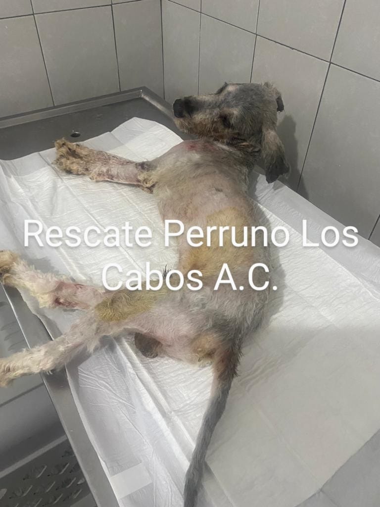 Perro víctima de maltrato animal rescatado en Cabo San Lucas