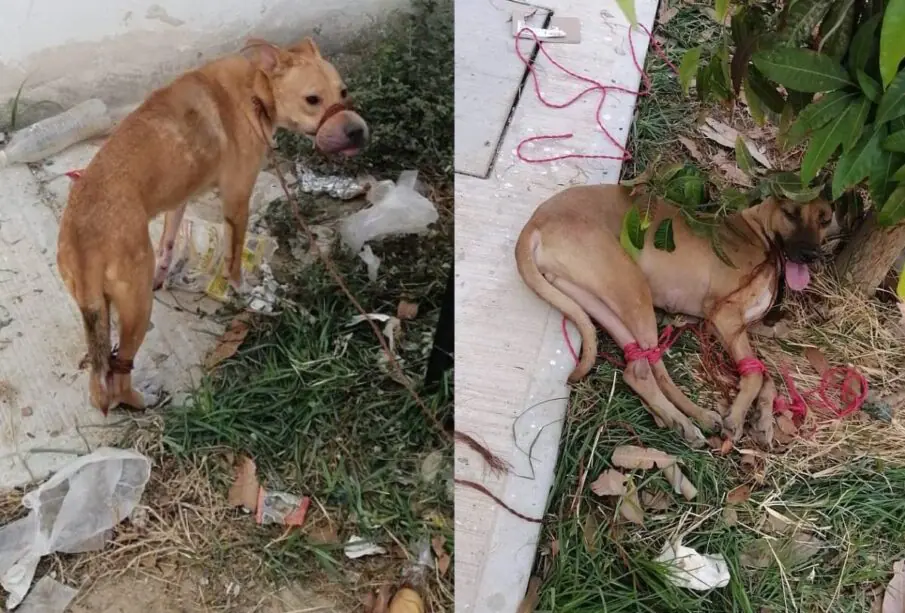 Perros atados en patas y hocico