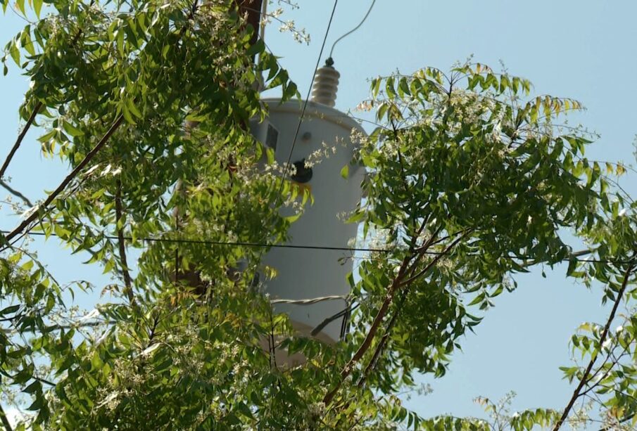 Ramas de árboles obstruyendo cables eléctricos