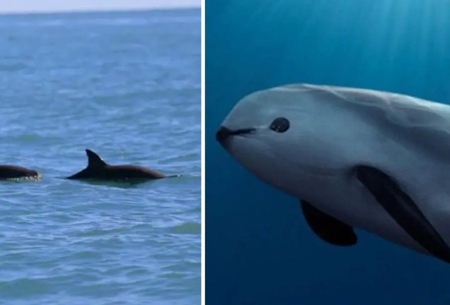 Vaquitas Marinas en Baja California Sur