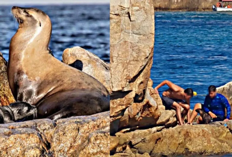 Acoso a lobos marinos de parte de turistas en CSL