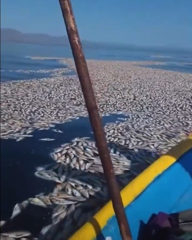 Especies marinas sufren depredación en La Paz, BCS