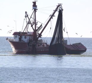 Depredación de especies marinas en La Paz