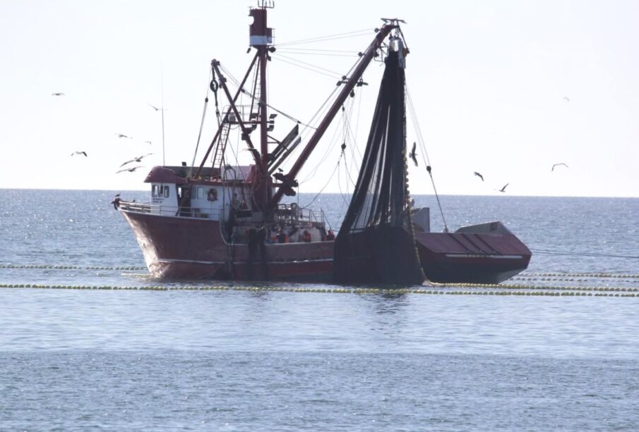 Depredación de especies marinas en La Paz