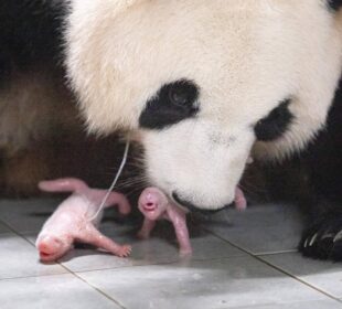 Corea del Sur recibe el primer nacimiento de pandas gemelos