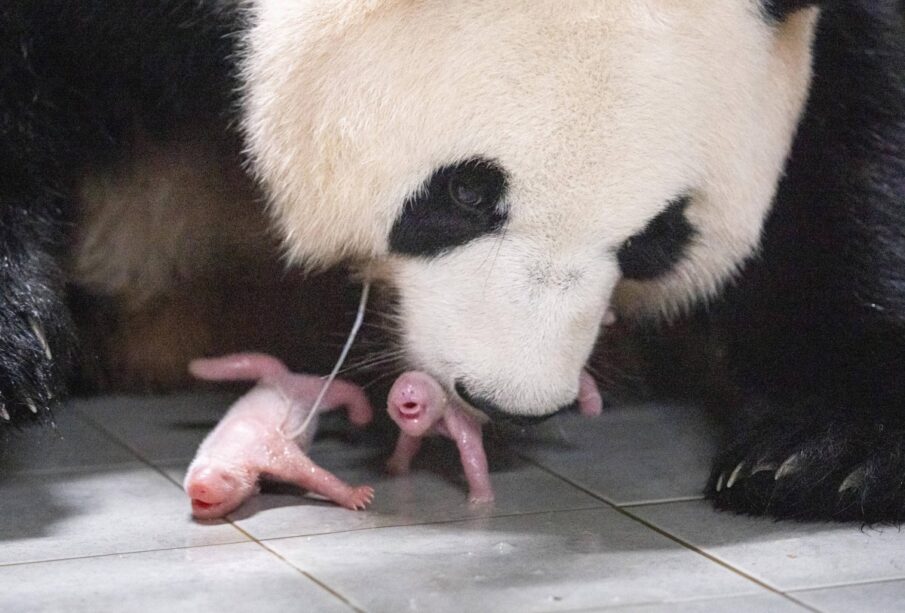 Corea del Sur recibe el primer nacimiento de pandas gemelos