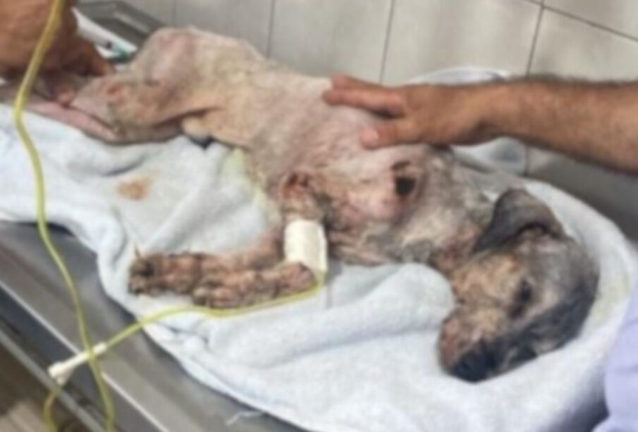 Perrito "Peluchín" muere en Los Cabos