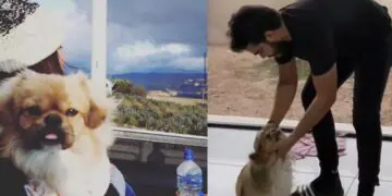 Perros