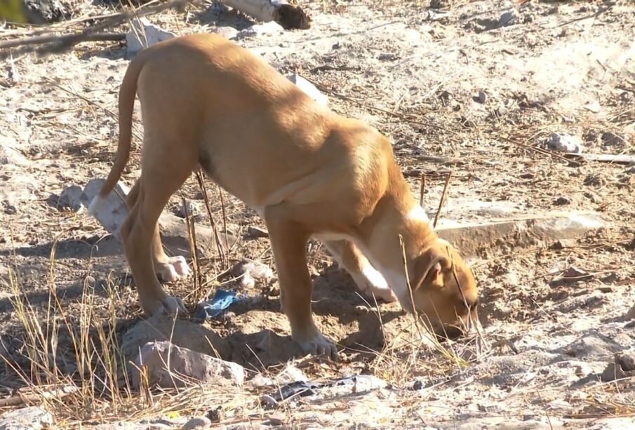 Perros generan plaga de garrapatas en Mulegé, BCS