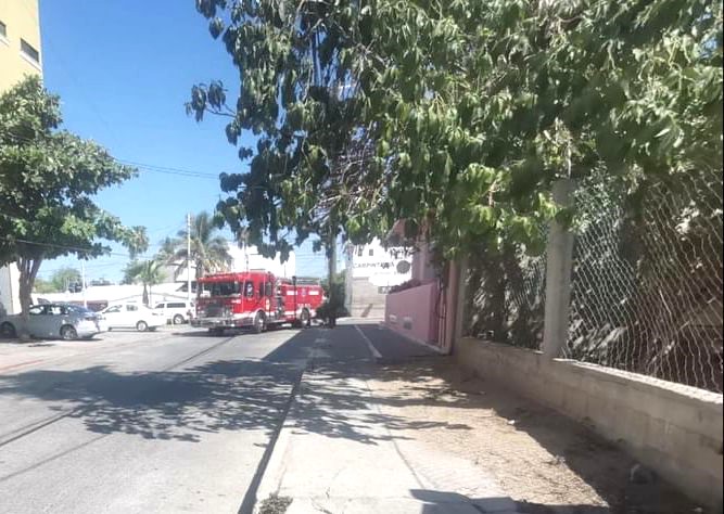 Atiende Bomberos de CSL reporte de abejas