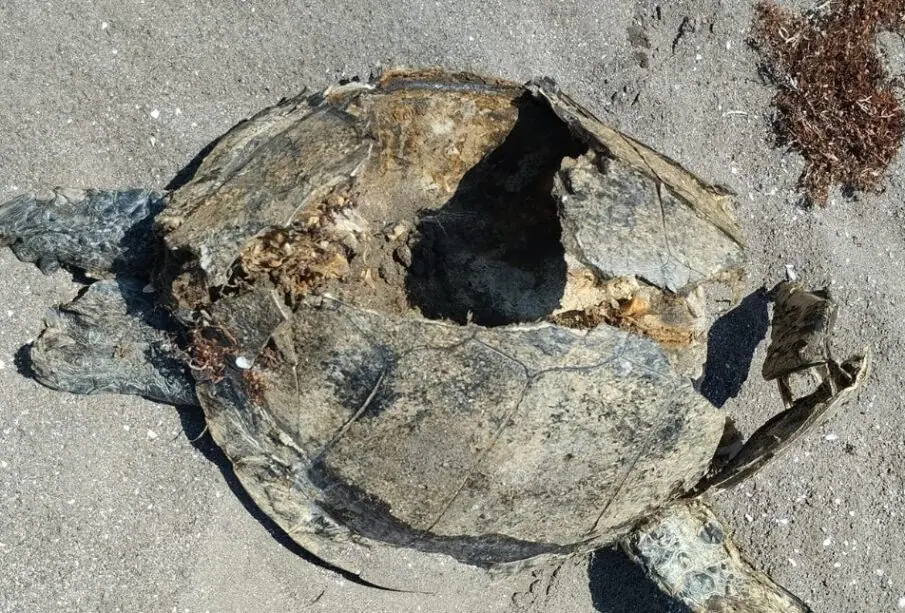 tortuga atropellada en El Mogote