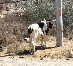 Vaca amarrada bajo los rayos del sol