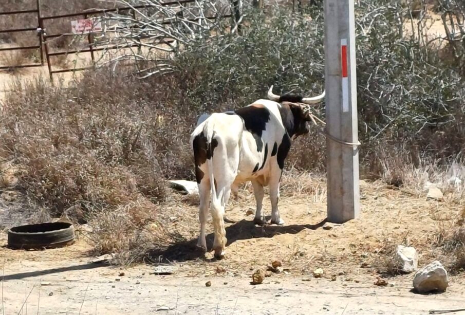 Vaca amarrada bajo los rayos del sol