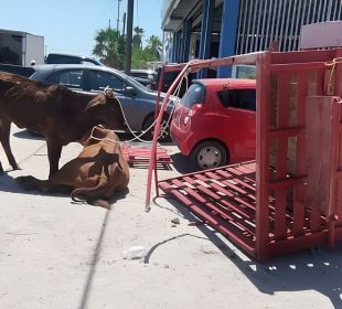 Remolque que transportaba ganado volcado en El Centenario.