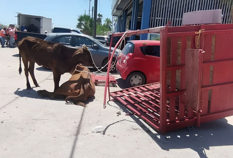 Remolque que transportaba ganado volcado en El Centenario.