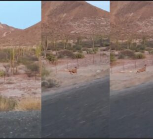 Venados corriendo a un costado de la carretera