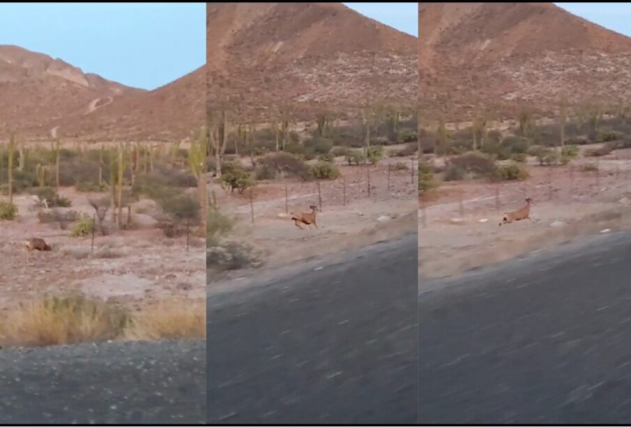 Venados corriendo a un costado de la carretera