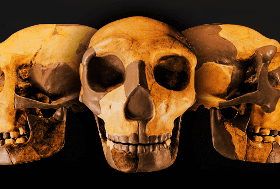 Cráneo descubierto en china