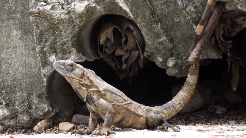 una ocasión para destacar la importancia de estas especies y sensibilizar sobre las amenazas que enfrentan, incluido el tráfico ilegal de fauna. 