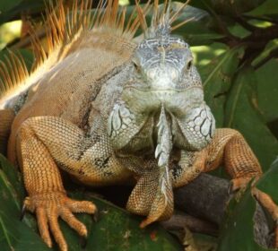 Una ocasión para destacar la importancia de estas especies y sensibilizar sobre las amenazas que enfrentan, incluido el tráfico ilegal de fauna.