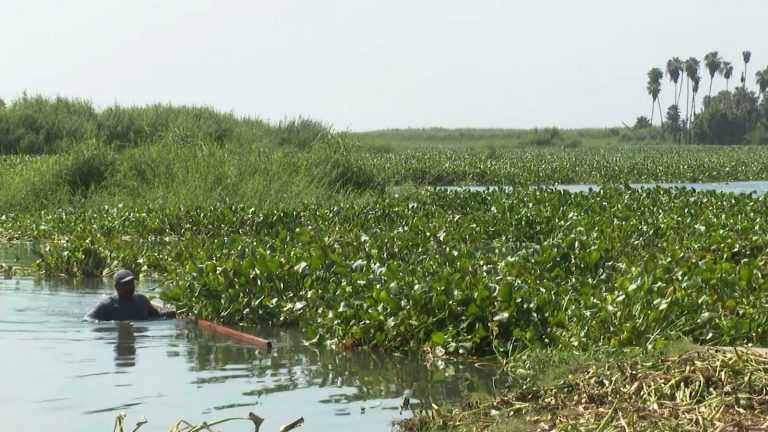 Lirio acuático en el estero