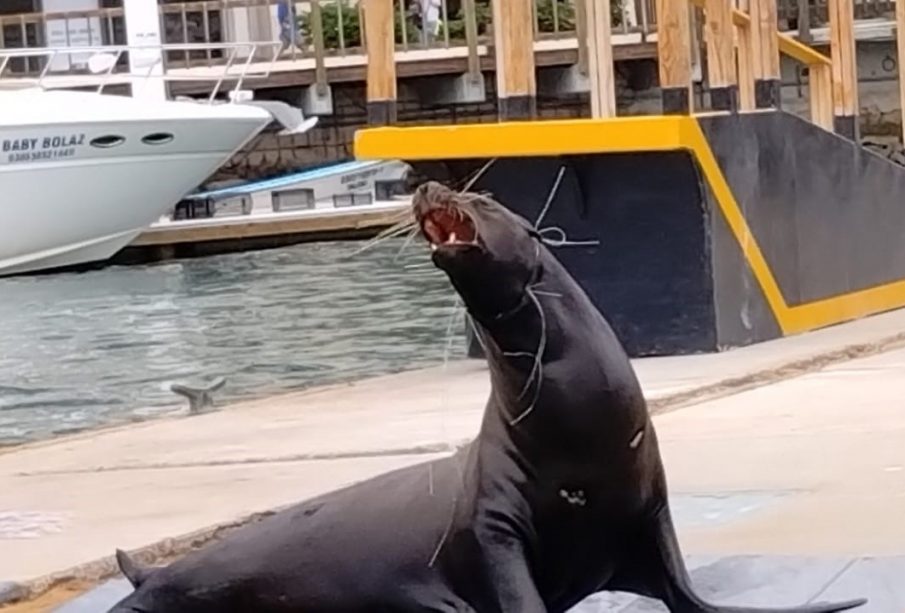 El mamífero tenía un cordel enredado