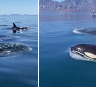 Orcas a turistas en Loreto.