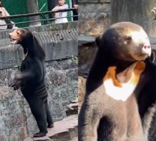 Zoológico de China asegura que sus osos son reales