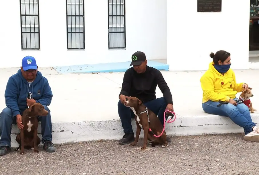 Personas son sus mascotas