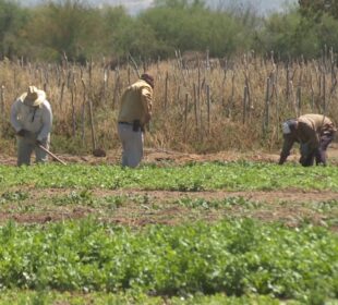 Personas trabajando en campos agrícolas.