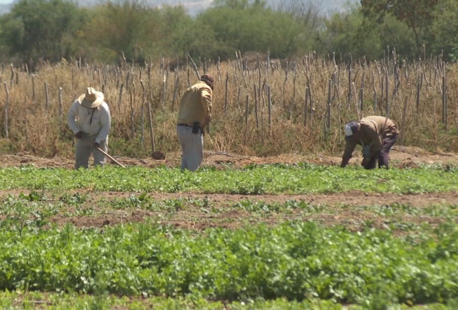 Personas trabajando en campos agrícolas.