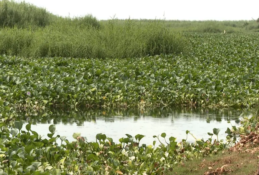 Plaga de lirio acuático en Estero Josefino.