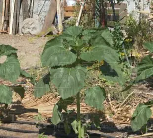 Jardinería