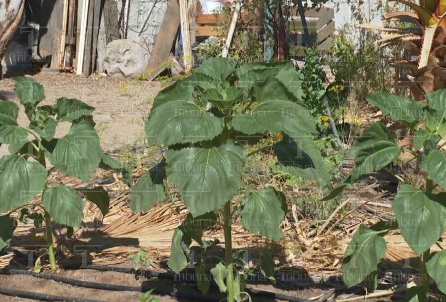 Jardinería