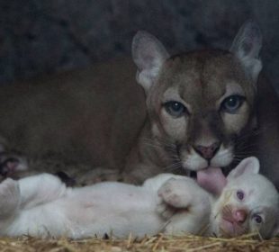 Puma Albino