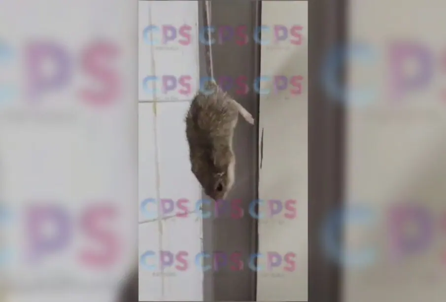 Rata atrapada en clínica del ISSSTE en Santa Rosalía