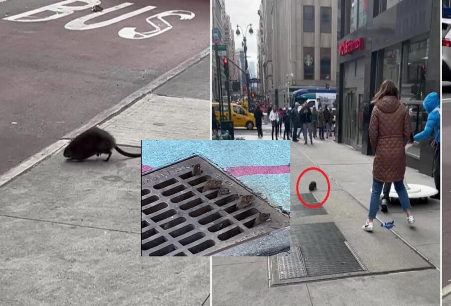 Ratas se apoderan de las calles de Nueva York