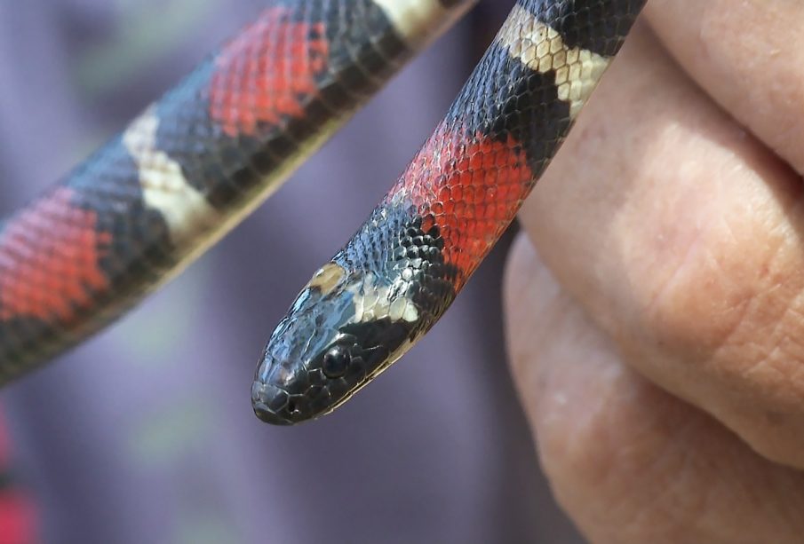 Serpiente coralillo